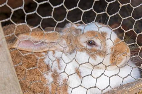 Rabbit in cage Stock Photos