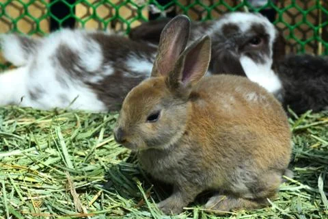 Rabbit in cage Stock Photos
