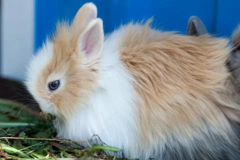Rabbit in a cage. Stock Photos