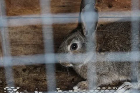 Rabbit in a cage Stock Photos