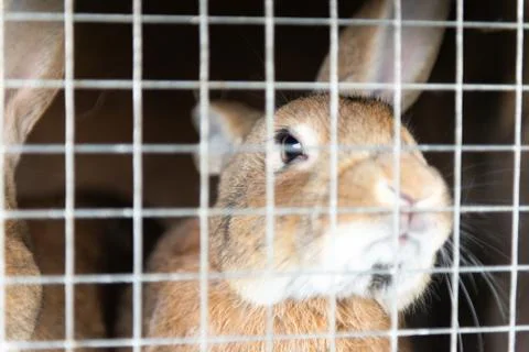 Rabbit in cage Stock Photos