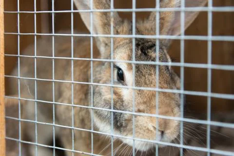 Rabbit in cage Stock Photos