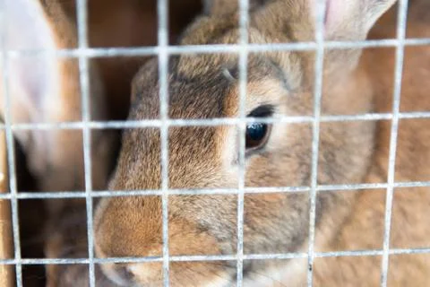 Rabbit in cage Stock Photos