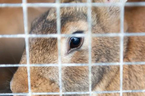 Rabbit in cage Stock Photos