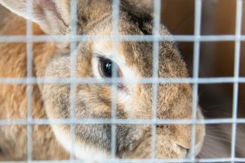 Rabbit in cage Stock Photos