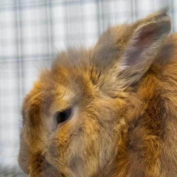 Rabbit in the cage. Rabbit farm. Stock Photos