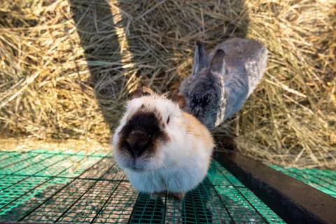 A rabbit in a cage with a small one on the bottom. Stock Photos