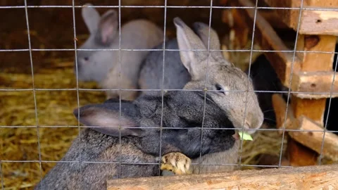 A rabbit in a cage takes cabbage from another rabbit Stock Footage 255706669