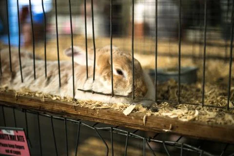 Rabbit cage wire Stock Photos