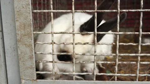 Rabbit in a cage at the zoo Stock Footage 198056643