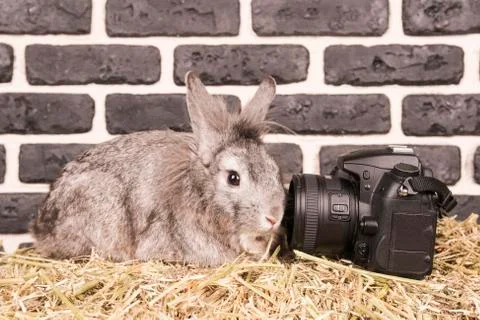 Rabbit at the camera lens Stock Photos