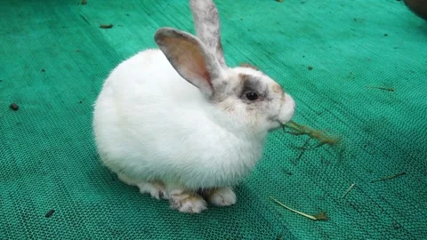 A rabbit in captivity eating vegetables Stock Footage 263174914
