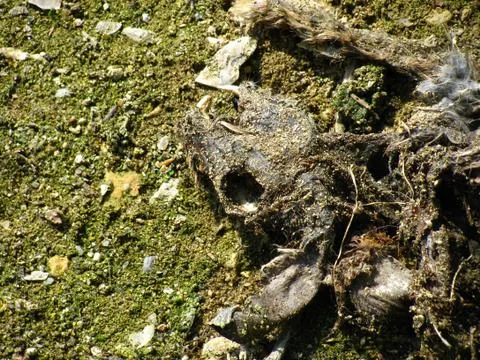 Rabbit Carcass 01 Stock Photos