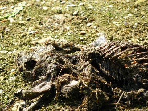 Rabbit Carcass 02 Stock Photos
