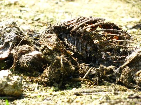 Rabbit Carcass 03 Stock Photos