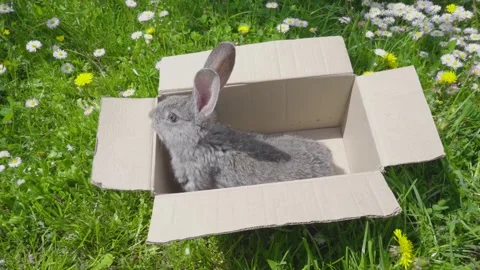 Rabbit in a cardboard box in nature Video stock 255407587