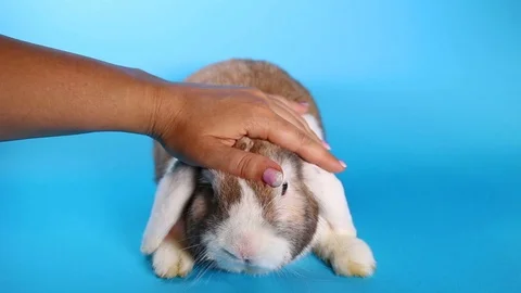 Rabbit Caressing. Bunny pet caress bunny love loving lop. Video stock 90226410