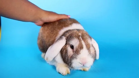 Rabbit Caressing. Bunny pet caress bunny love loving lop. Stock Footage 90228507