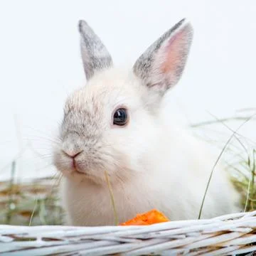 Rabbit with carrot Stock Photos