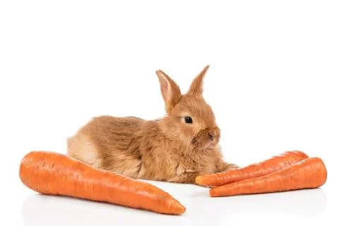 Rabbit with carrots on white Stock Photos