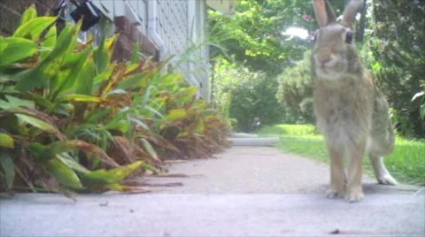 Rabbit Caught On Camera Trap Stock Footage 52742583