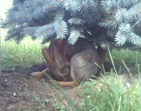 Rabbit Caught On Camera Trap Stockfoto's
