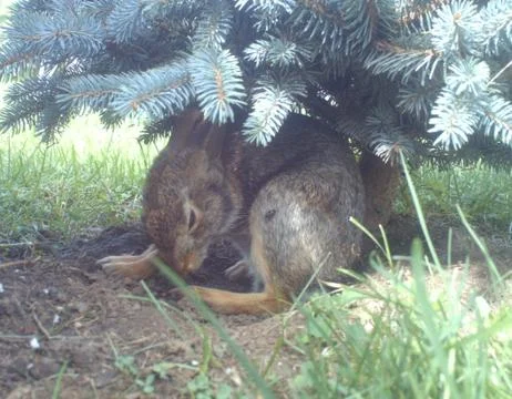 Rabbit Caught On Camera Trap Stockfoto's