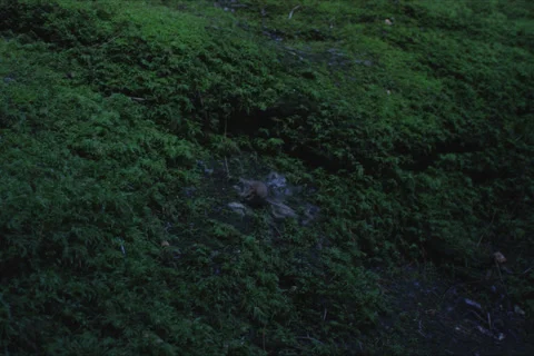 Rabbit Cave And Forest Landscape In Cuenca, Spain Stock Footage 231872243