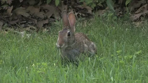 Rabbit chewing Stock Footage
