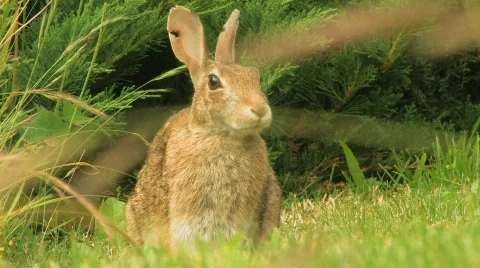 Rabbit chewing grass Stock Footage 124576