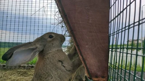 A rabbit chewing grass Stock Footage 156388052