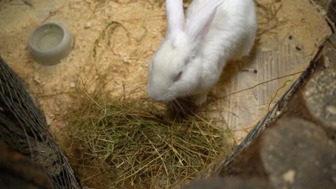 Rabbit chewing hay on the farm yard Stock Footage 136870859