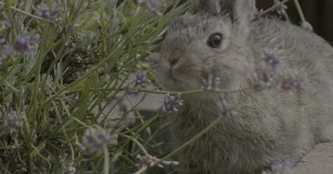 Rabbit chewing lavender Stockbeeldmateriaal 53341999