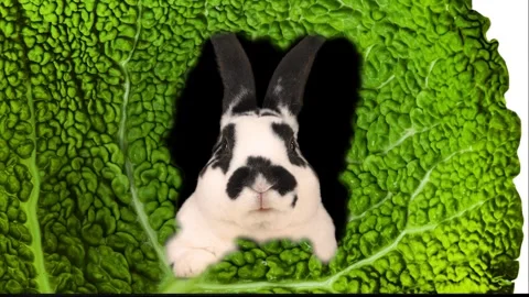 Rabbit chewing on a leaf of cabbage Stock Footage 313679402