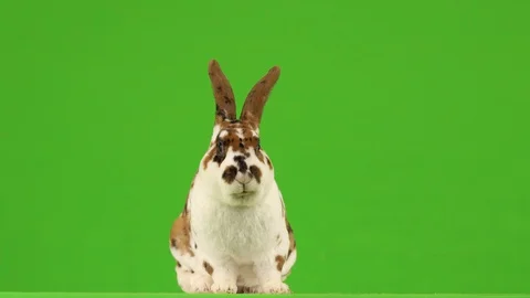 Rabbit chews and then in looks at the camera on a green screen. Stock Footage