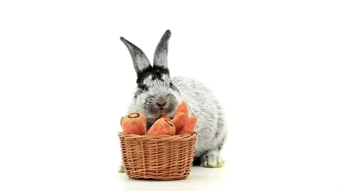 Rabbit chews the carrots Stock Footage 54549167