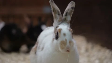 Rabbit chews grass on the background of other rabbits Stock Footage 163923939