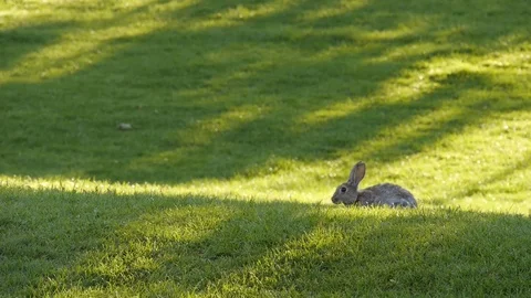 A rabbit chews grass during a sunny day Stock Footage 107755819