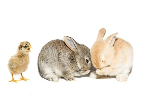 Rabbit chicken egg white background Stock Photos
