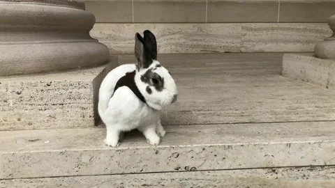 A rabbit on a classical stone background Stock Footage 123191481