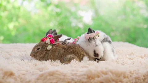 Rabbit cleaning body Stock Footage 180533153