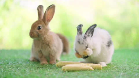 Rabbit cleaning face Stock Footage 180535985