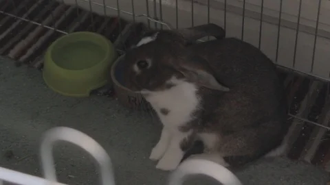 Rabbit cleaning himself 库存影片 114895573