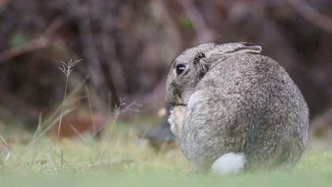 Rabbit cleaning himself in a grass Stock Footage 85921178