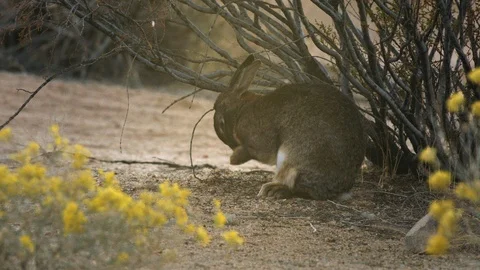 Rabbit cleaning his face under the tree Stock Footage 99046082