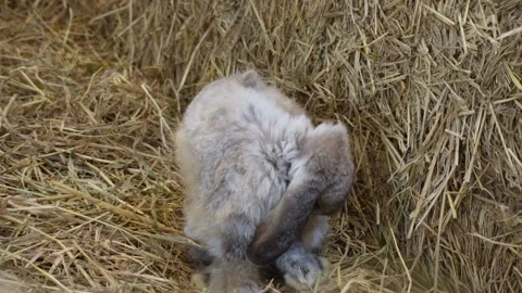 Rabbit cleaning iteself Vídeo Stock 228024642
