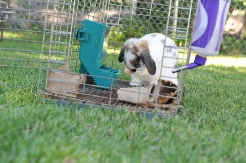 Rabbit cleans himself in open cage Stock Photos