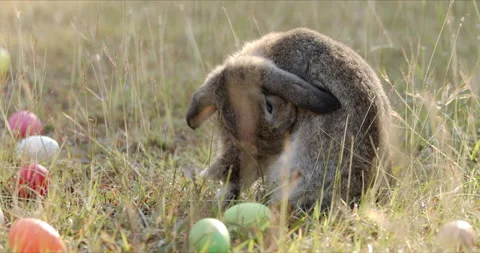 Rabbit is cleans its body in the meadow at morning Stock Footage 202567418