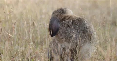 Rabbit is cleans its body in the meadow at morning Stock Footage 230073688