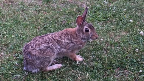 Rabbit Close Up and Not Moving 動画素材 76580407
